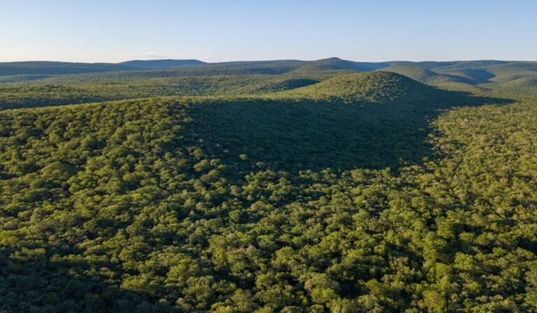 Política Forestal Nacional y Desarrollo Forestal (*)